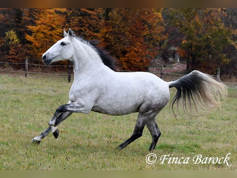 Lusitanien Jument 9 Ans 158 cm Gris in Wiebelsheim