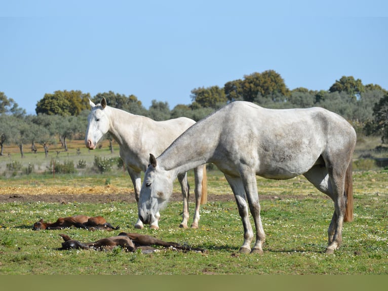 Lusitanien Jument 9 Ans 160 cm Gris in Valdecaballeros