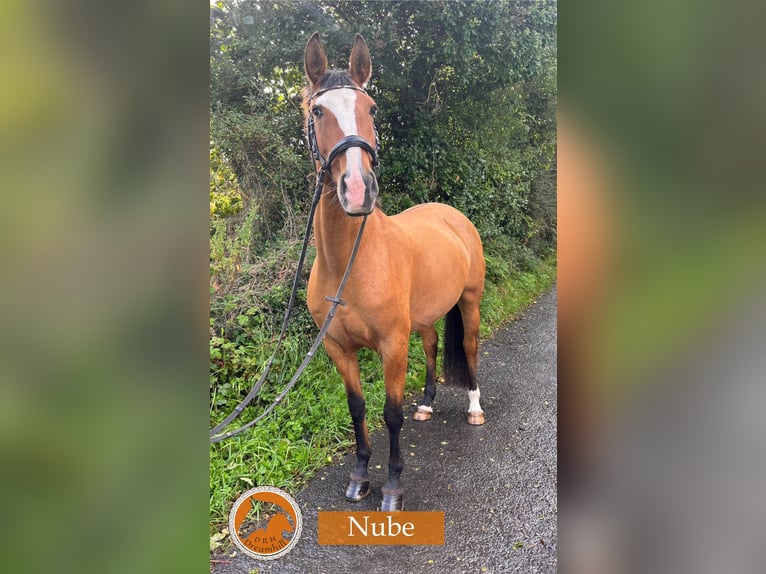 Lusitanien Jument 9 Ans 164 cm Bai clair in Loughrea