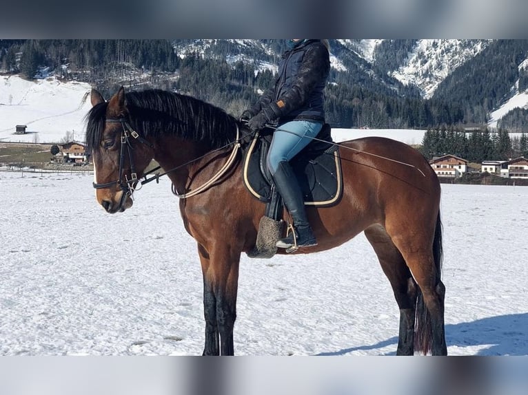 Lusitanien Jument 9 Ans 164 cm Bai in Leogang