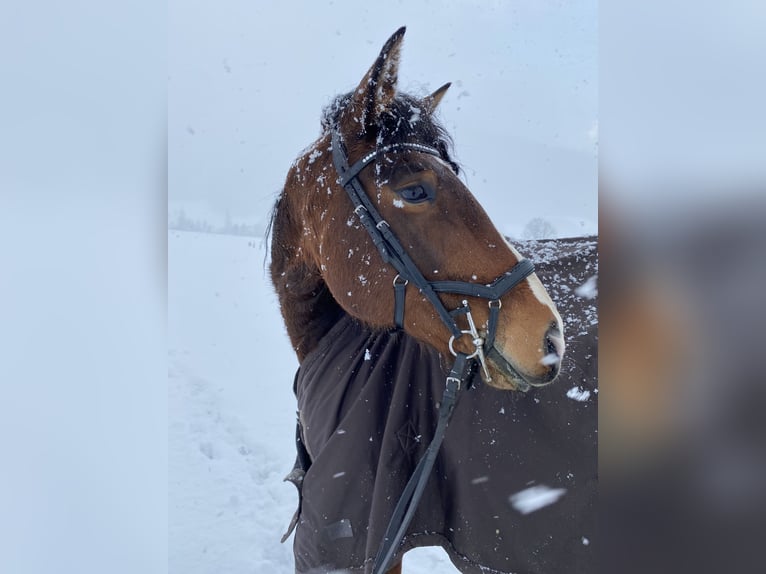Lusitanien Jument 9 Ans 164 cm Bai in Leogang