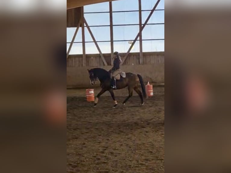 Lusitanien Jument 9 Ans 164 cm Bai in Leogang