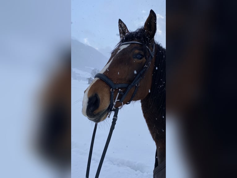 Lusitanien Jument 9 Ans 164 cm Bai in Leogang