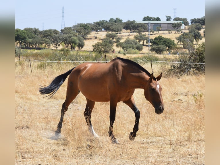 Lusitanien Jument 9 Ans 166 cm Bai in Valdecaballeros