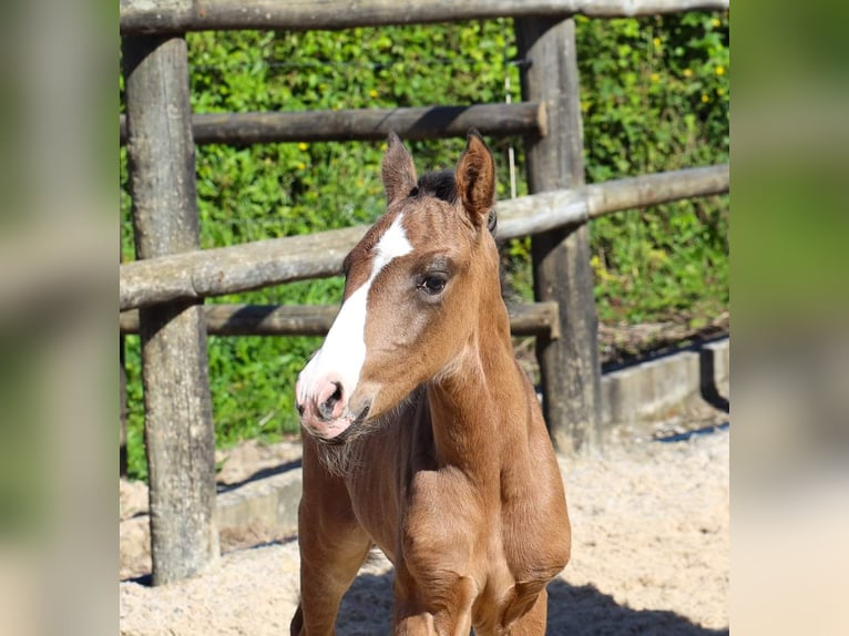 Lusitanien Jument Poulain (04/2024) 125 cm Bai in Brenthonne