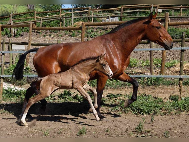 Lusitanien Jument Poulain (04/2024) 125 cm Bai in Brenthonne