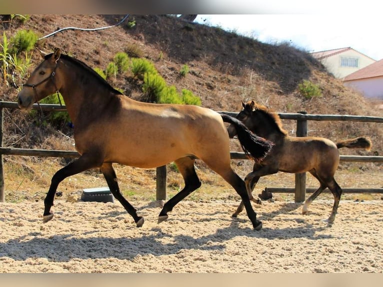 Lusitanien Jument Poulain (04/2024) 125 cm Buckskin in Orcier1635 route du prieuré