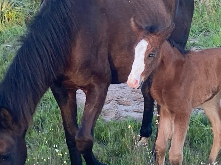 Lusitanien Jument Poulain (05/2024) 145 cm Bai in Anahuir