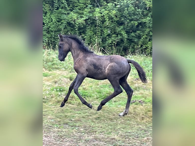 Lusitanien Jument Poulain (06/2024) 155 cm Gris (bai-dun) in Thouare sur Loire