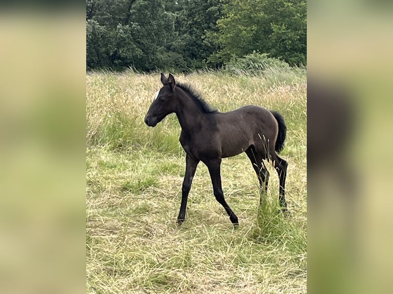 Lusitanien Jument Poulain (06/2024) 155 cm Gris (bai-dun) in Thouare sur Loire