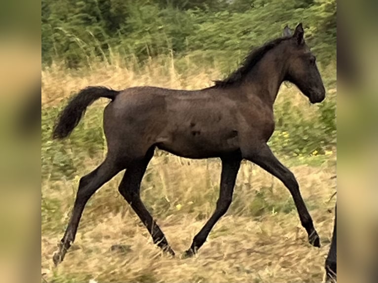 Lusitanien Jument Poulain (06/2024) 155 cm Gris (bai-dun) in Thouare sur Loire