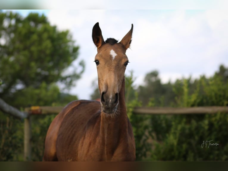 Lusitanien Jument Poulain (03/2024) 159 cm Buckskin in Rio Maior