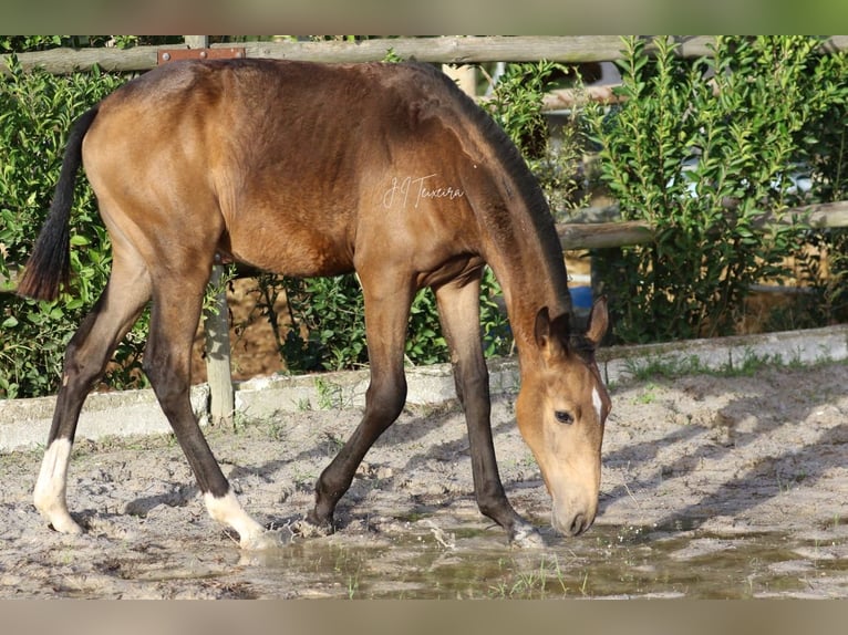 Lusitanien Jument Poulain (03/2024) 159 cm Buckskin in Rio Maior