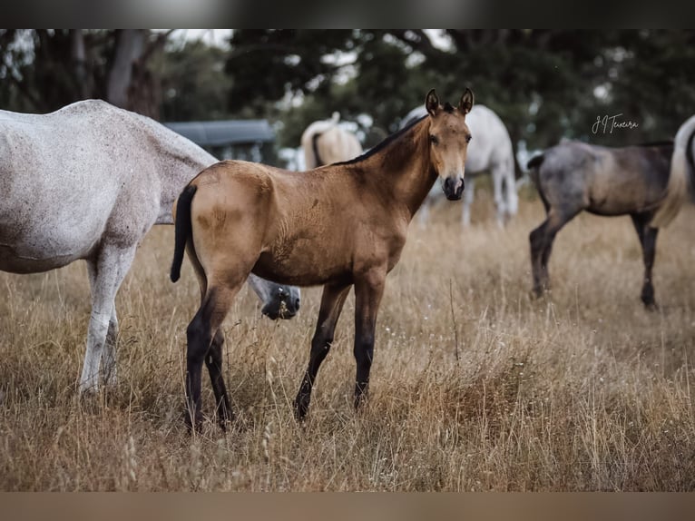 Lusitanien Jument Poulain (01/2024) 160 cm Buckskin in Rio Maior