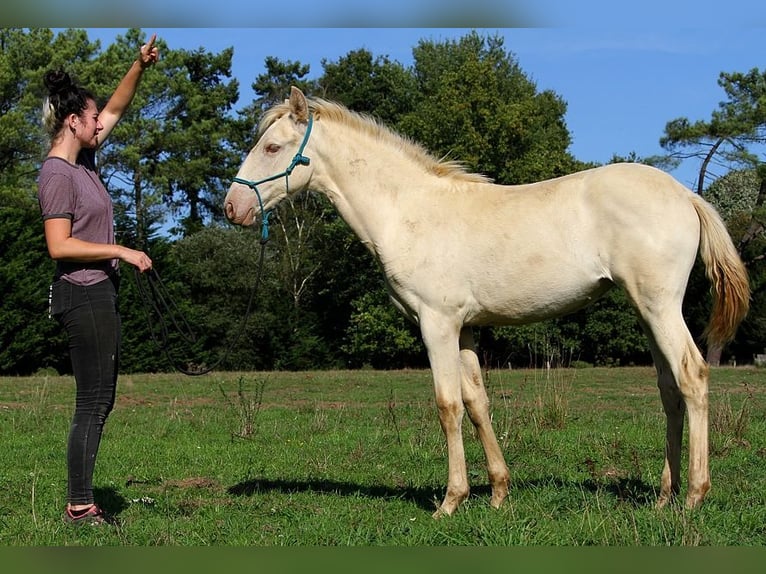 Lusitanien Jument Poulain (05/2025) 162 cm Perle in Goven