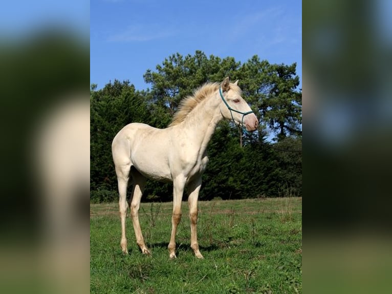 Lusitanien Jument Poulain (05/2025) 162 cm Perle in Goven