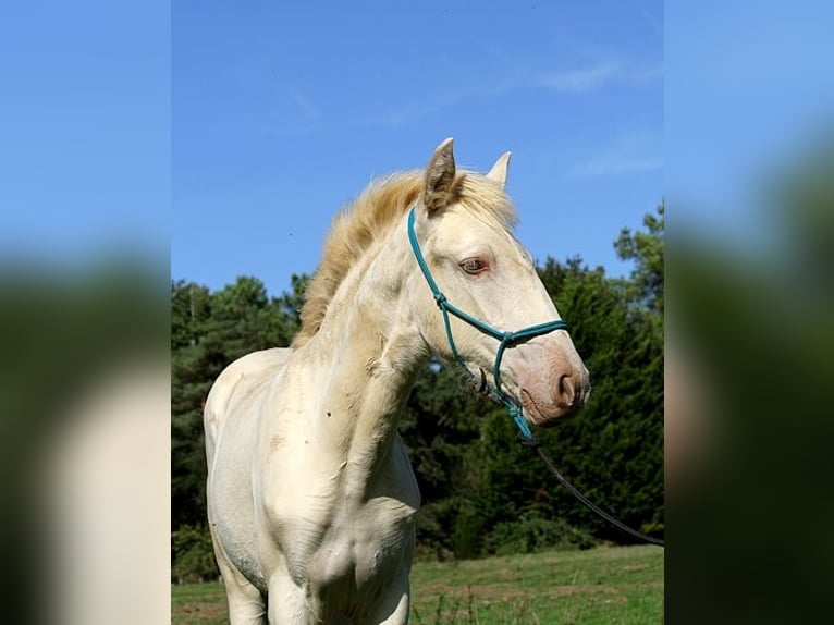 Lusitanien Jument Poulain (05/2025) 162 cm Perle in Goven