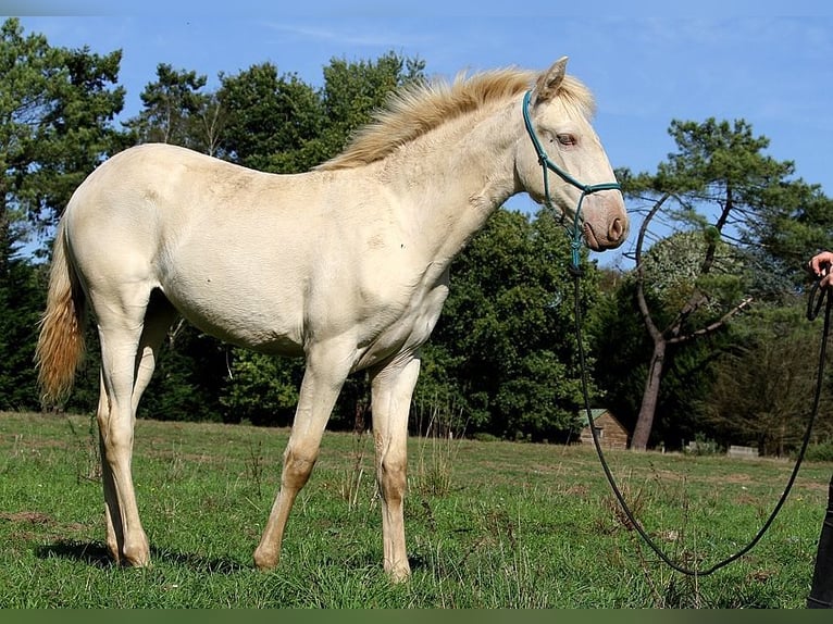Lusitanien Jument Poulain (05/2025) 162 cm Perle in Goven