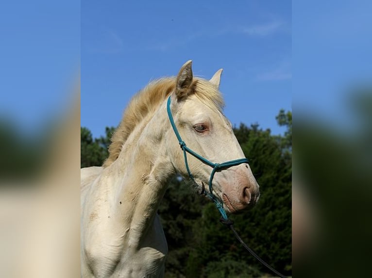 Lusitanien Jument Poulain (05/2025) 162 cm Perle in Goven