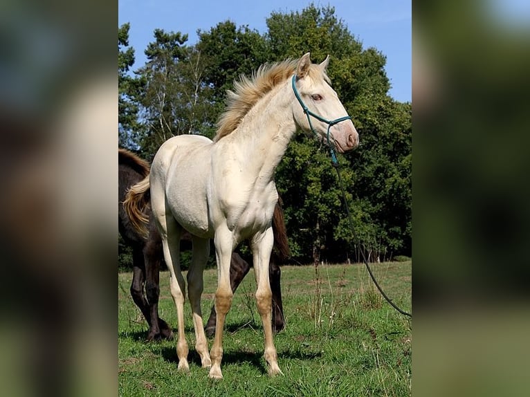 Lusitanien Jument Poulain (05/2025) 162 cm Perle in Goven