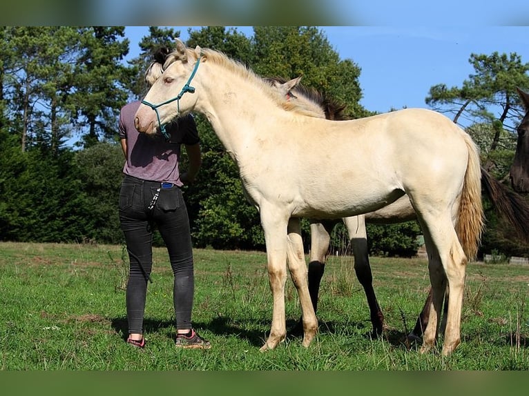 Lusitanien Jument Poulain (05/2025) 162 cm Perle in Goven