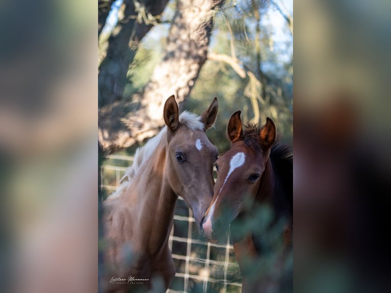 Lusitanien Jument Poulain (04/2024) 163 cm Palomino in Rio Maior