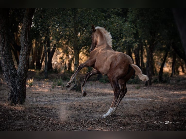 Lusitanien Jument Poulain (04/2024) 163 cm Palomino in Rio Maior