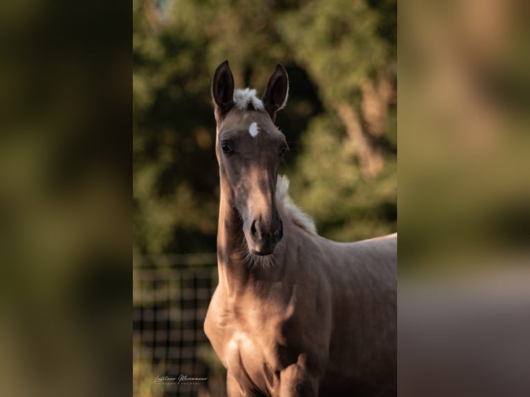 Lusitanien Jument Poulain (04/2024) 163 cm Palomino in Rio Maior