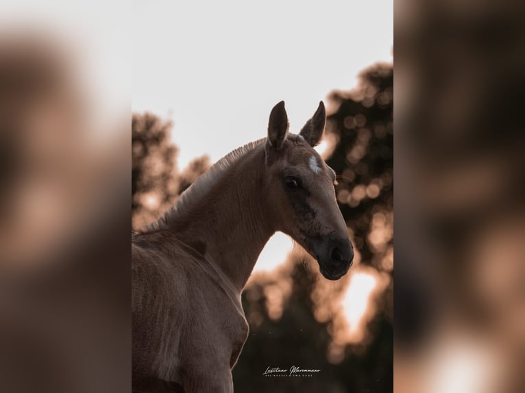 Lusitanien Jument Poulain (04/2024) 163 cm Palomino in Rio Maior