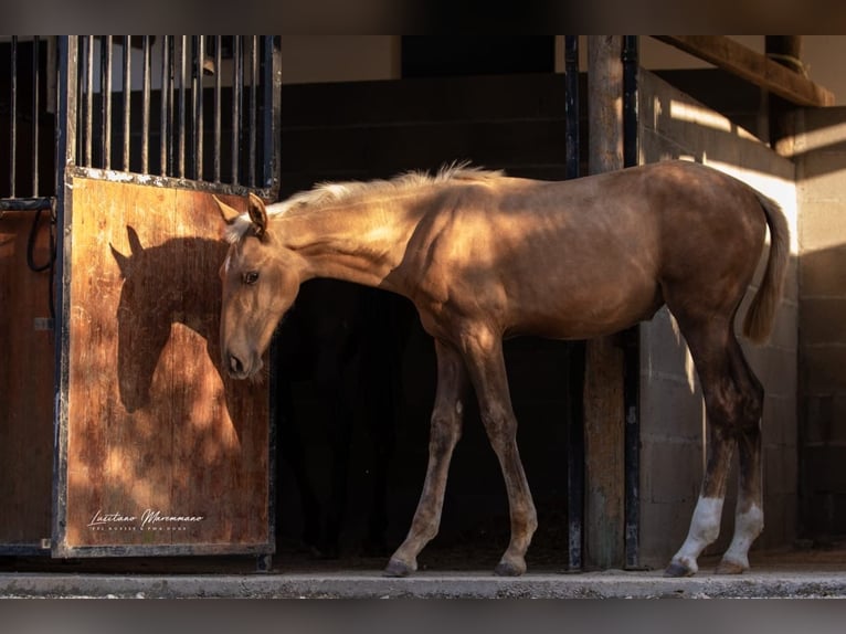 Lusitanien Jument Poulain (04/2024) 163 cm Palomino in Rio Maior