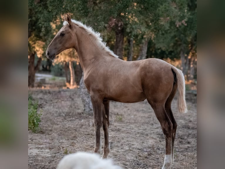 Lusitanien Jument Poulain (04/2024) 163 cm Palomino in Rio Maior