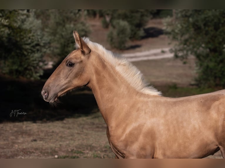 Lusitanien Jument Poulain (04/2024) 163 cm Palomino in Rio Maior