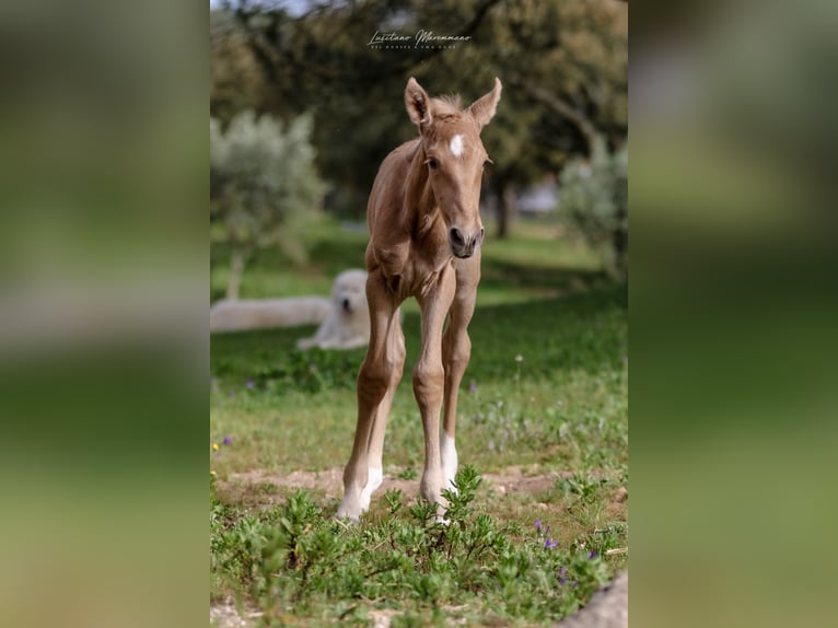 Lusitanien Jument Poulain (04/2024) 163 cm Palomino in Rio Maior