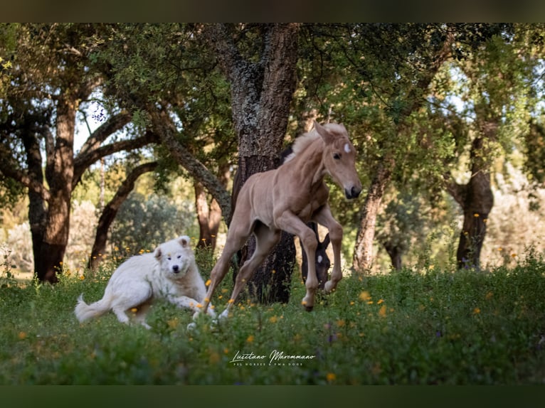 Lusitanien Jument Poulain (04/2024) 163 cm Palomino in Rio Maior