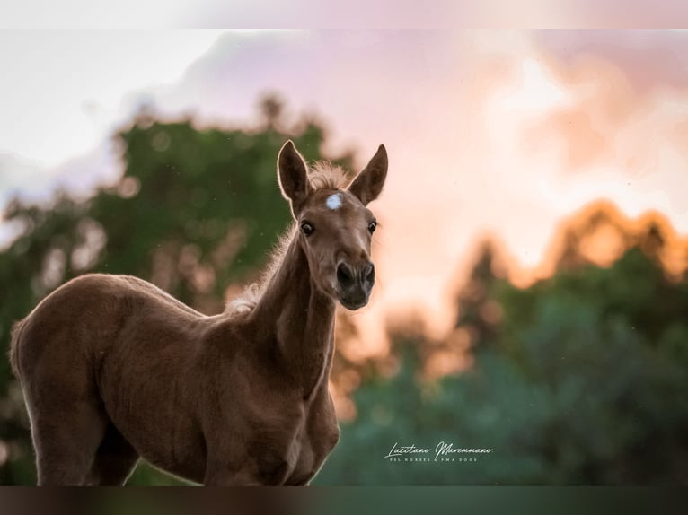 Lusitanien Jument Poulain (04/2024) 163 cm Palomino in Rio Maior