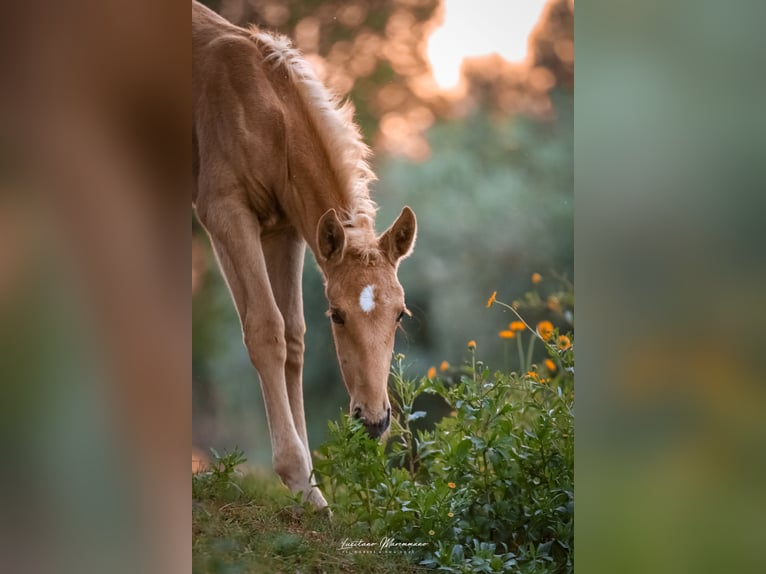 Lusitanien Jument Poulain (04/2024) 163 cm Palomino in Rio Maior