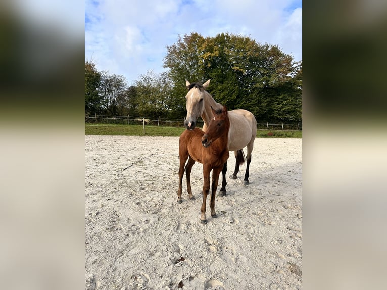 Lusitanien Jument Poulain (08/2025) 164 cm Bai in Cul-des-Sarts