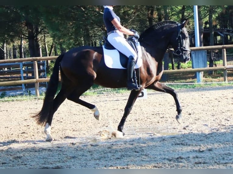 Lusitanien Jument Poulain (05/2025) 165 cm Noir in Gaillac-Toulza