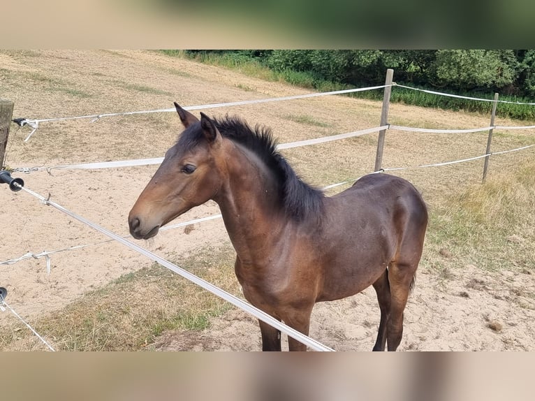 Lusitanien Jument Poulain (02/2026) 168 cm Bai brun in Hünfelden