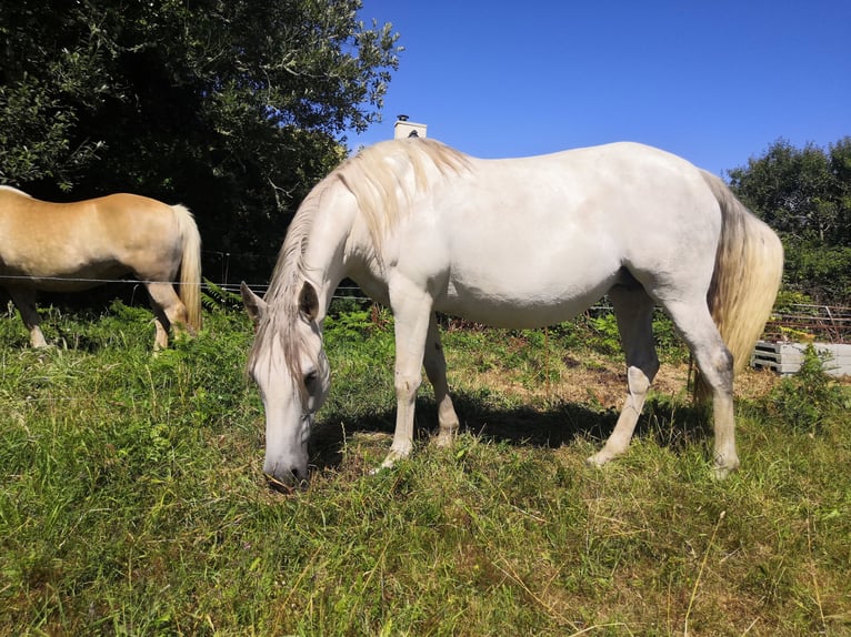 Lusitanien Jument Poulain (01/2026) Bai in Porspoder