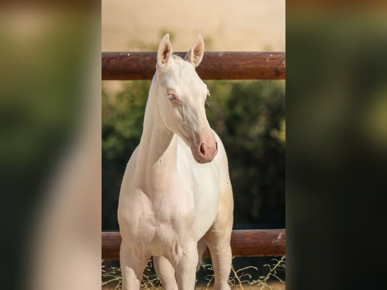 Lusitanien Jument Poulain (04/2026) Cremello in Grury