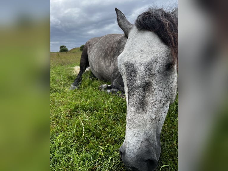 Lusitano Castrone 10 Anni 151 cm Grigio pezzato in Westerland