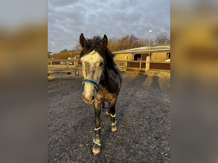 Lusitano Castrone 10 Anni 151 cm Grigio pezzato in Westerland