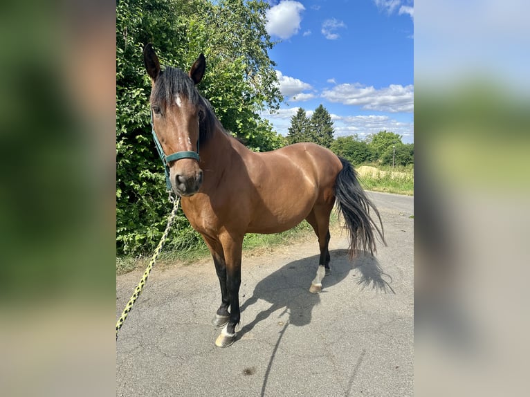 Lusitano Castrone 10 Anni 155 cm Baio in Wachtberg