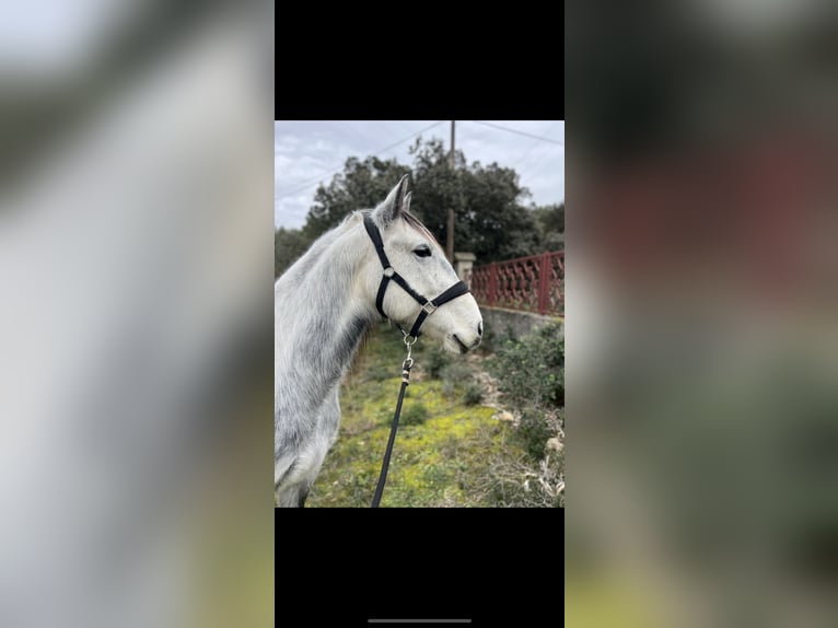 Lusitano Castrone 10 Anni 155 cm Grigio in Ventabren