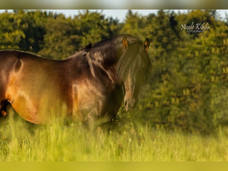 Lusitano Mix Castrone 10 Anni 158 cm Baio scuro in Überlingen Lusitano Mix Castrone 10 Anni 158 cm Baio scuro in Überlingen
