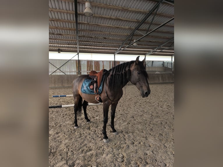 Lusitano Mix Castrone 10 Anni 158 cm Baio scuro in Überlingen Lusitano Mix Castrone 10 Anni 158 cm Baio scuro in Überlingen