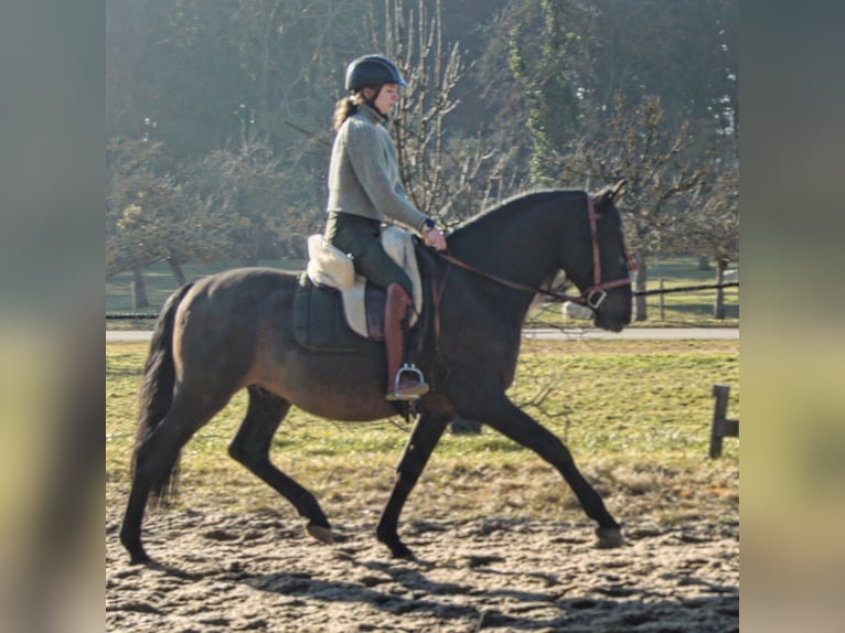 Lusitano Mix Castrone 10 Anni 158 cm Baio scuro in Überlingen Lusitano Mix Castrone 10 Anni 158 cm Baio scuro in Überlingen