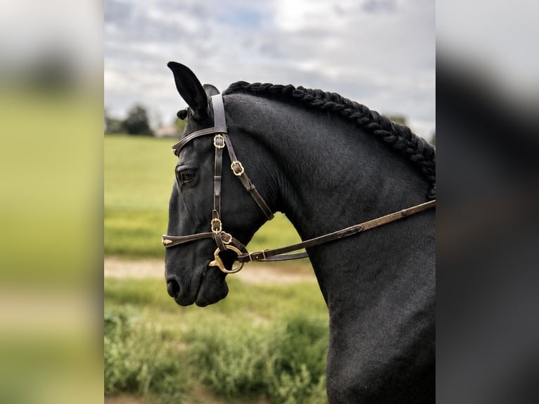 Lusitano Castrone 10 Anni 160 cm Morello in Köln