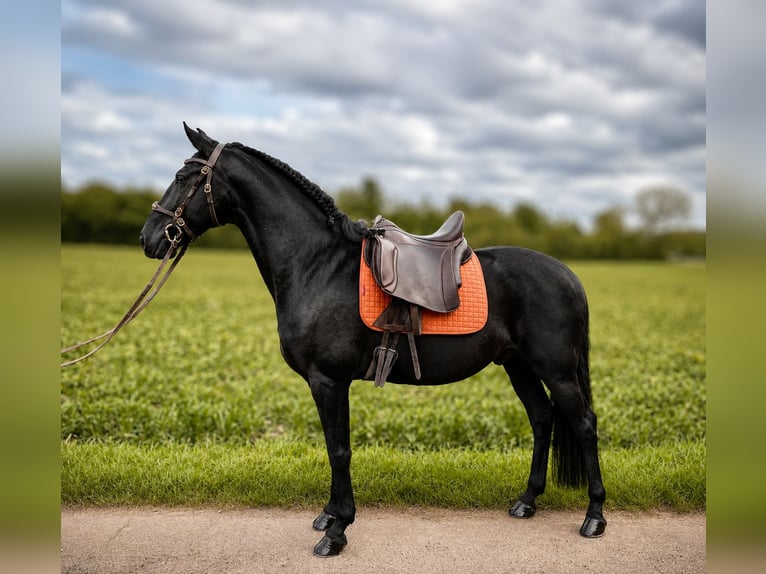 Lusitano Castrone 10 Anni 160 cm Morello in Köln